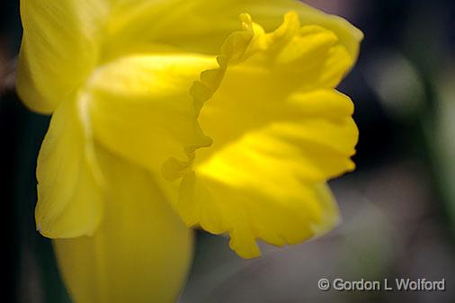 Sunstruck Daffodil_26549.jpg - Photographed at Smiths Falls, Ontario, Canada.